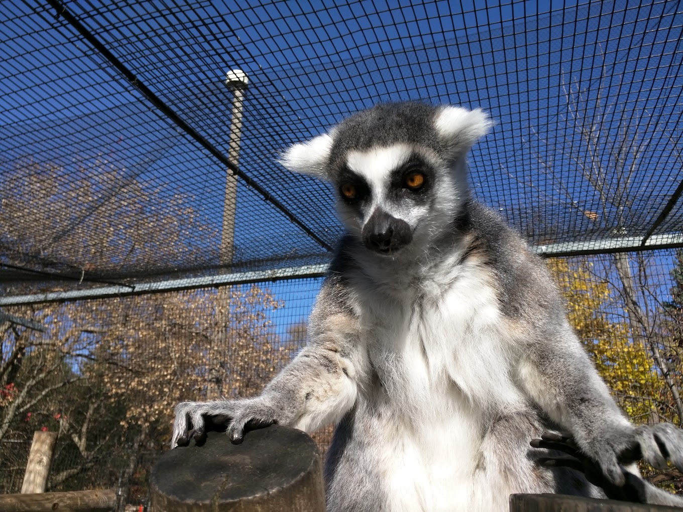 A view of a lemur in his exhibit sitting and looking down.