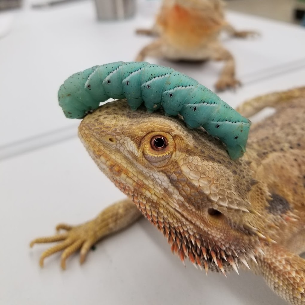 An view of a bearded dragon hanging out on a white table with a horn worm on his head.