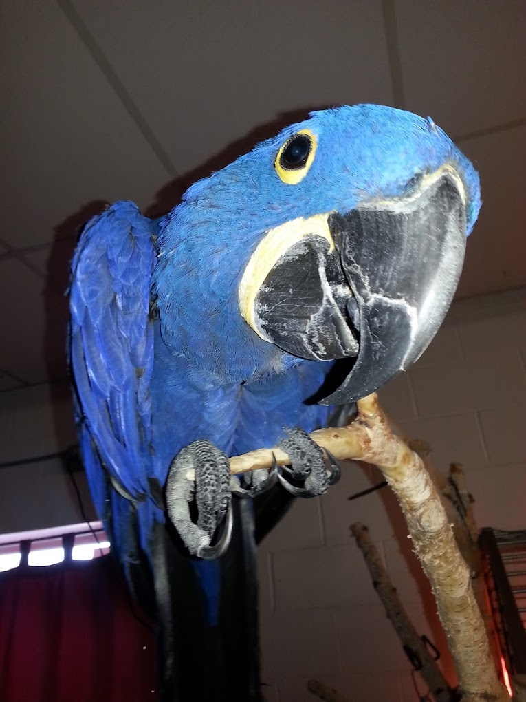 An view of a blue parrot with white and a black beak close up to the camera sitting on a stick with his head cocked to the side.